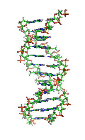Desoxyribonukleinsäure – Wikipedia