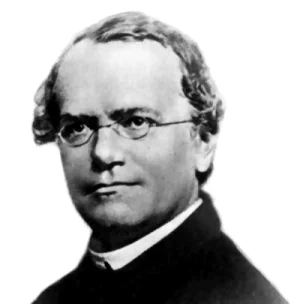 Mendelsche Regeln – Wikipedia