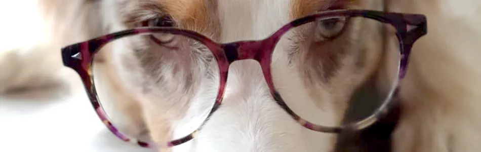 Hund Lesebrille Hund mit Lesebrille