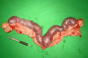 Pyometra / Gebärmutterentzündung