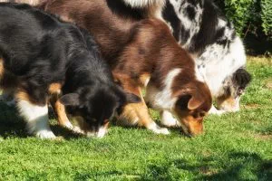 Intelligenz Beschäftigungsideen für Hunde