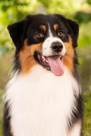 Chase-portraitBild.jpg Chase-portraitBild.jpg