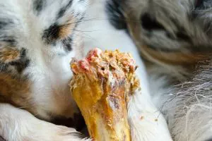 Rinderhaut gefährlich für deinen Hund?