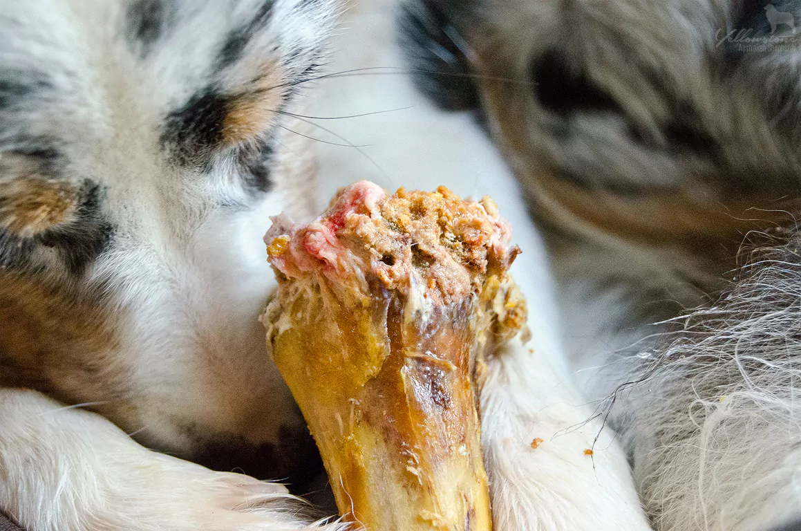 Rinderhaut gefährlich für deinen Hund?