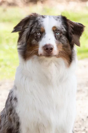 Akira-portraitBild.jpg Akira-portraitBild.jpg