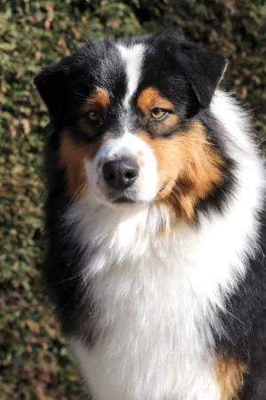 Harper-portraitBild.jpg Harper-portraitBild.jpg