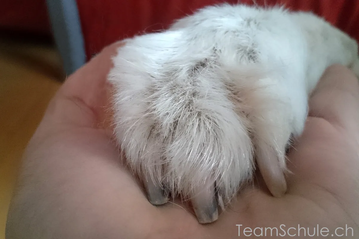Krallenpflege beim Hund