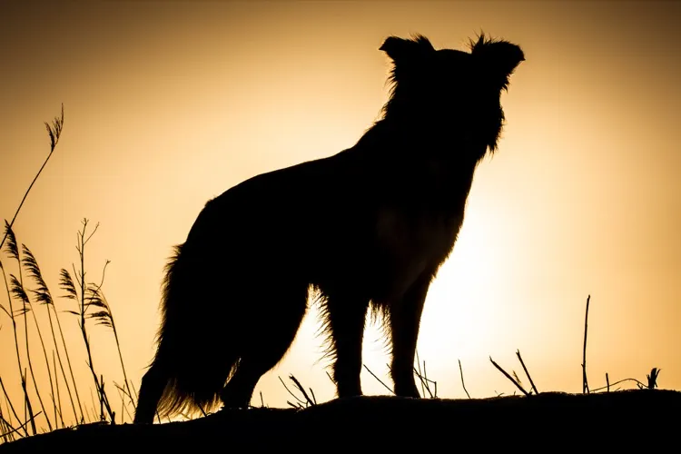 What You Should Know About Collie Eye Anomaly - Petful
