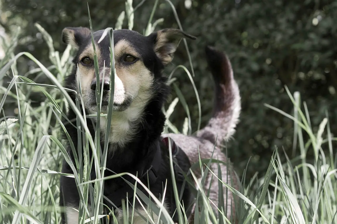 Granne beim Hund: So ersparen Sie Ihrem Hund viel Leid