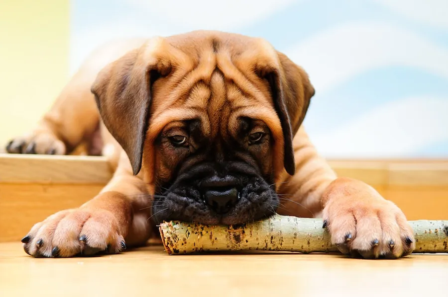 Hunde in der Mietwohnung: was ist erlaubt, was ist verboten?