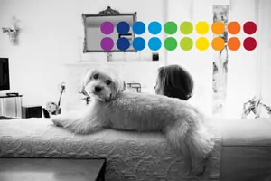 Canines Herpesvirus (CHV) - MSD Tiergesundheit Deutschland