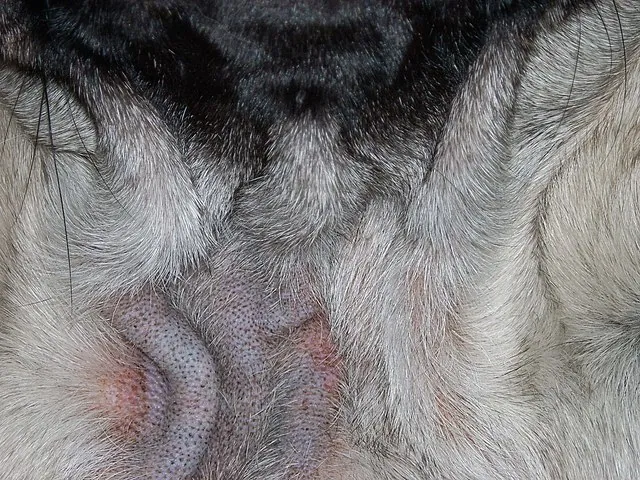 Canine Demodikose – Wikipedia