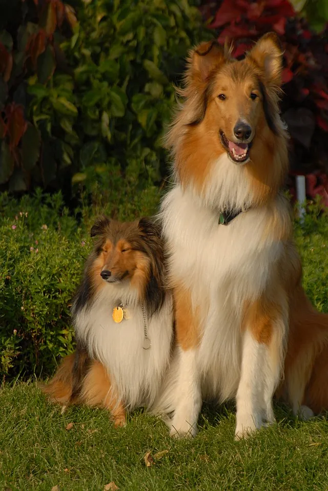 Collie Eye Anomaly – Wikipedia