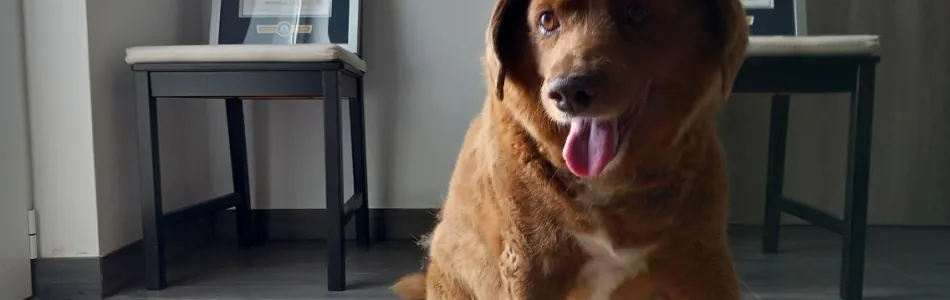 Aeltester-Hund-der-Welt-wurde-31-Beitragsbild.jpg Aeltester-Hund-der-Welt-wurde-31-Beitragsbild.jpg