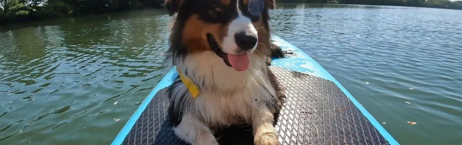 Balou-auf-dem-Surfbrett-Beitragsbild.jpg