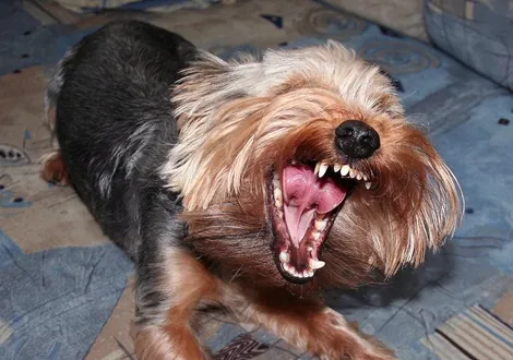 Stress beim Hund - Verhalten und Leistung Teil 1