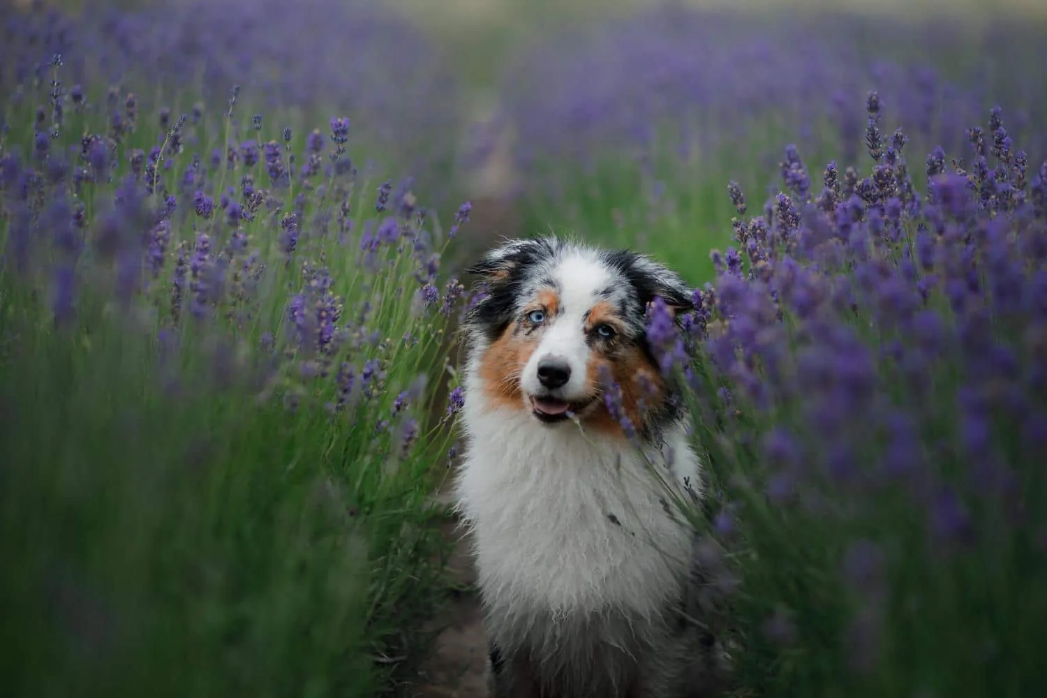 Australian Shepherd Lebenserwartung, Lebensdauer - myAustralianShepherd.de
