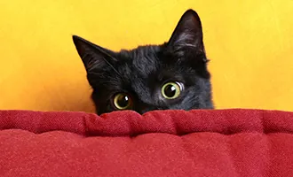 Traveler's Pet Corner