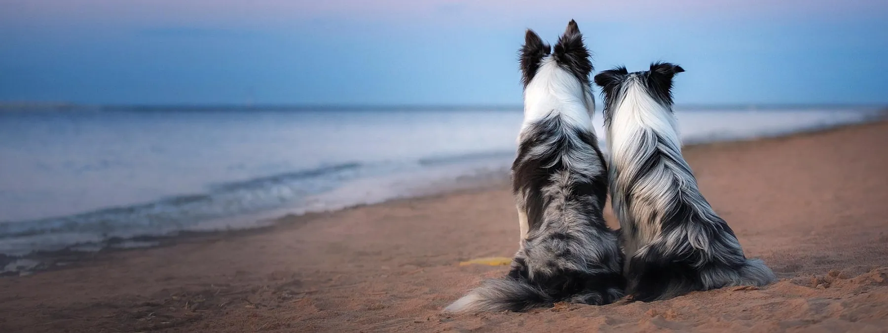 Mit dem Hund nach Großbritannien