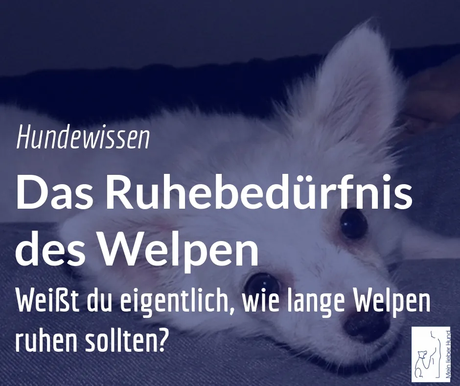 Wieviel sollten Welpen schlafen