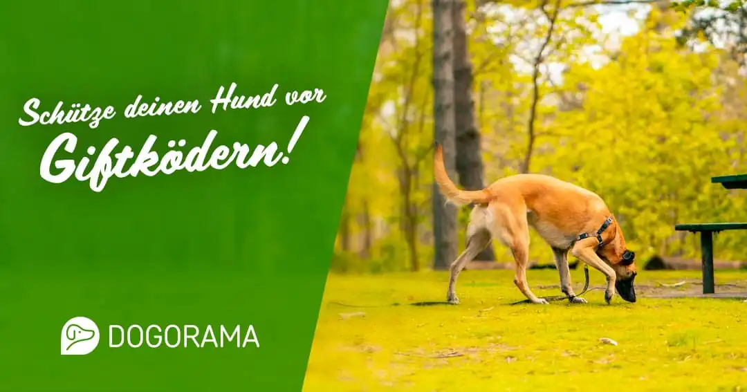 Aktuelle Giftköder-Warnungen – Dogorama App