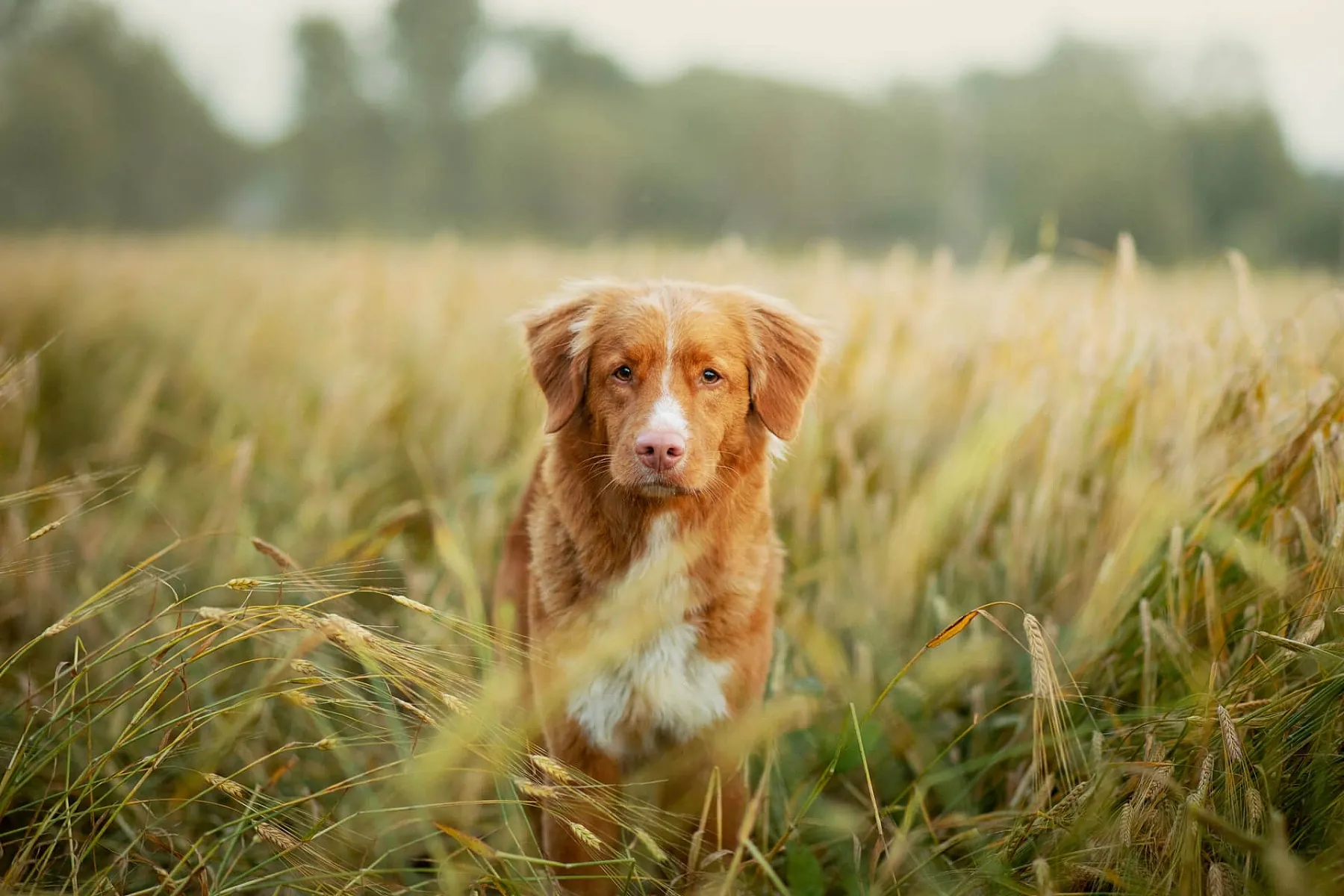 Grannen im Sommer sind eine tödliche Gefahr für deinen Hund | Tractive