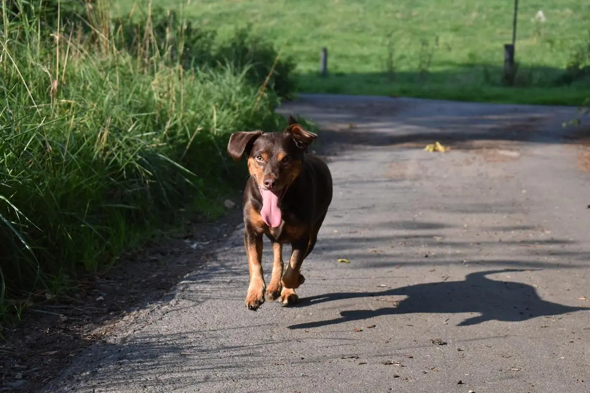 Hitze-Sommer: Wann ist der Asphalt für Deinen Hund zu heiß?