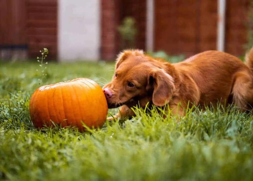 Hund vegan ernähren: Sinn oder Unsinn?
