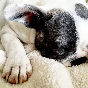 Anleitung: Hundekrallen richtig schneiden | tierisch wohnen