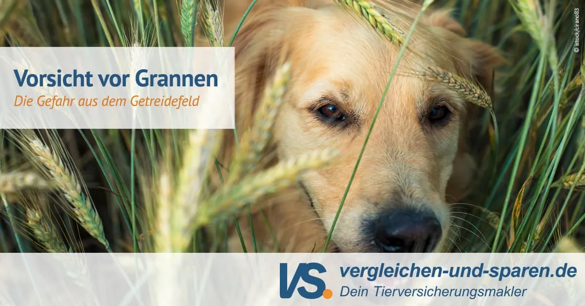 Grannen beim Hund - Warum sind sie so gefährlich? |VS.