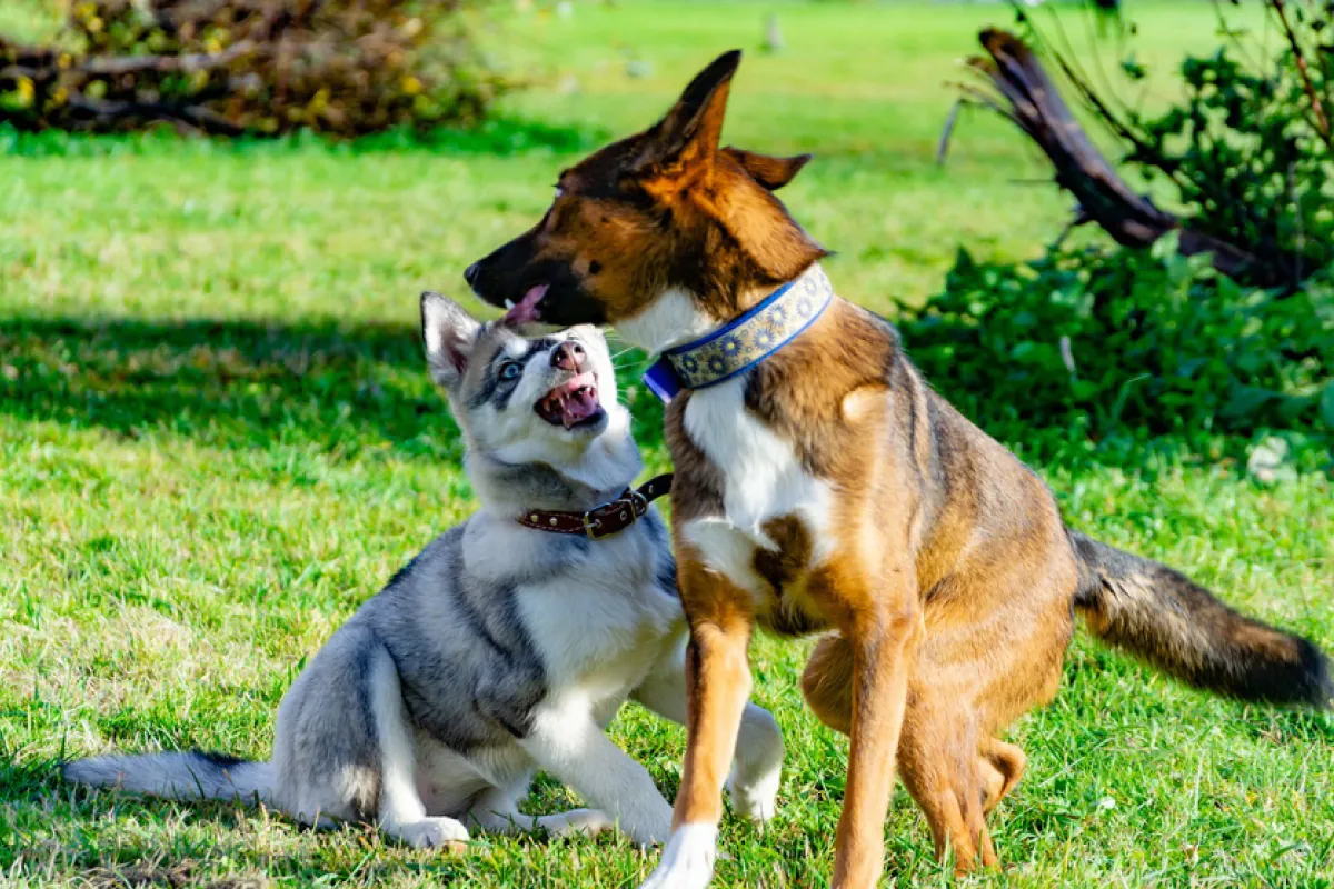 Übersprungshandlung bei Hunden - Hundemagazin