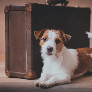 So einfach machst du deine Wohnung hundesicher | tierisch wohnen