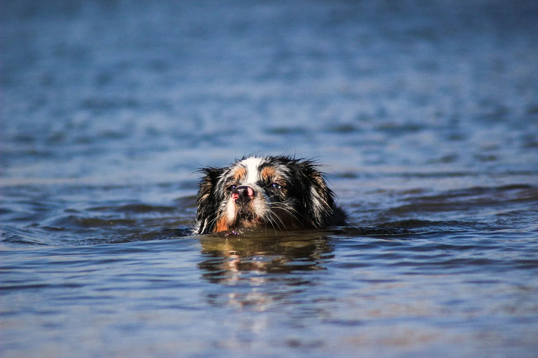 Die Hunde-Geburt