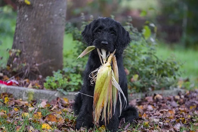 Fleisch- oder Allesfresser? - Das ist hier die Frage! - HUNDEPROFIL