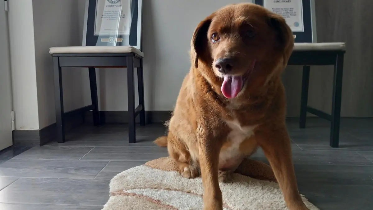 Portugal: Der älteste Hund der Welt mit 31 Jahren gestorben - WELT