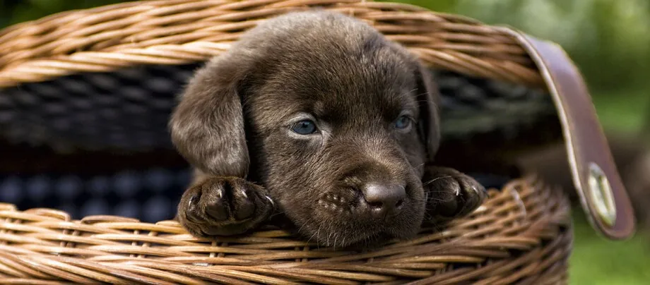 Welpen an Hundebox gewöhnen | FRESSNAPF