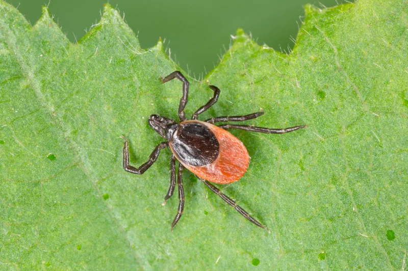 Borrelioseimpfung für Hunde: Alles fauler Zauber? - WILD UND HUND
