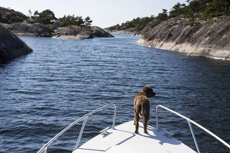 Hunde und andere Haustiere