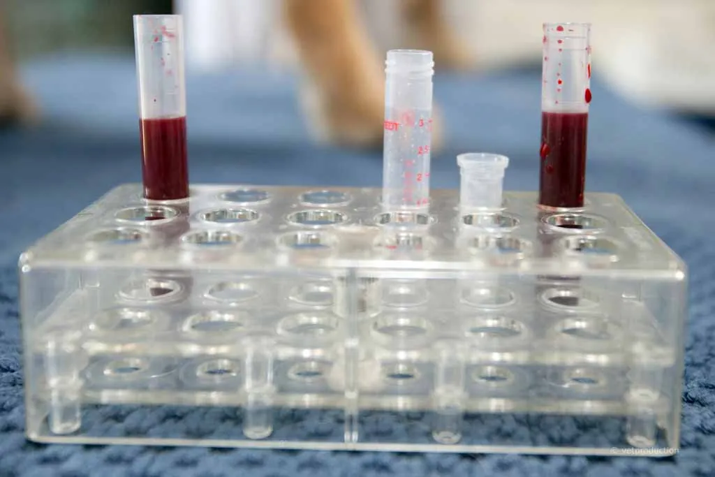 Canine Herpes-Virus-Infektion (Welpensterben)