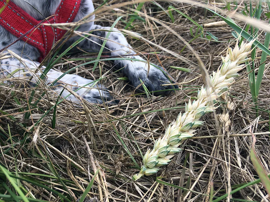 Grannen bei Hund und Katze