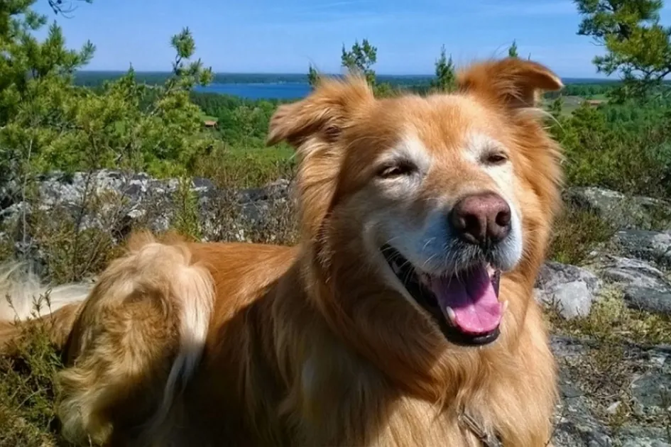 Dogs Worldwide: Schweden - Wufflog
