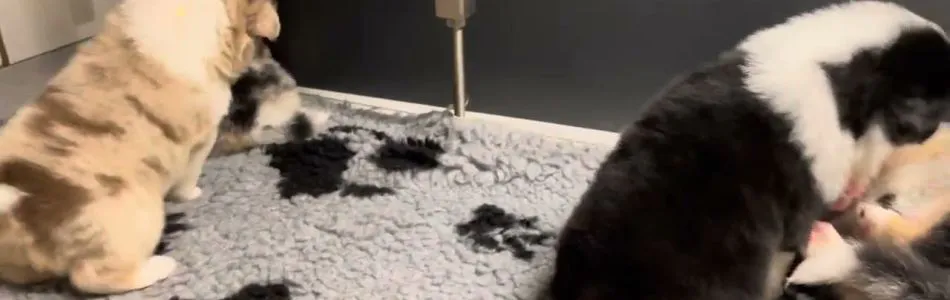 Fleur-Don-Und-ihr-so-Beitragsbild.jpg
