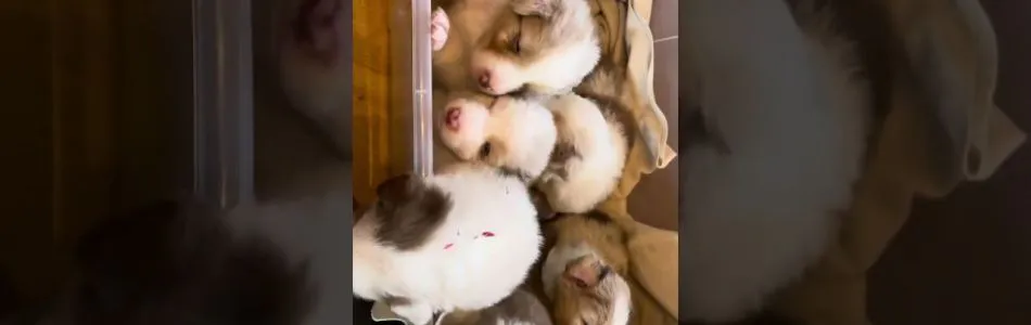 Rosy-Fynn-23-Tage-alt-Beitragsbild.jpg