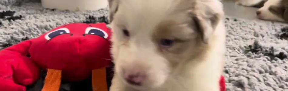 Rosy-Fynn-Milo-killt-das-Spielzeug-Beitragsbild.jpg