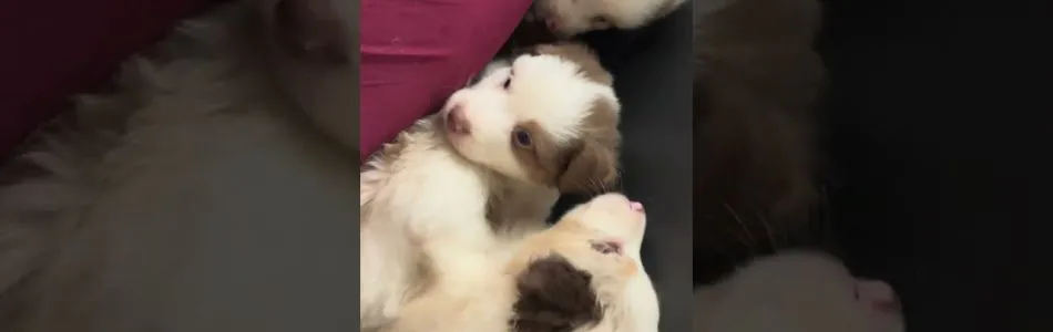 Rosy-Fynn-Staubsauger-Beitragsbild.jpg