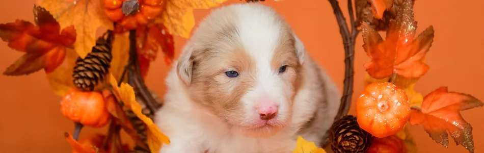 Rosy-Fynn-Welpen-Neue-Fotos-Beitragsbild.jpg