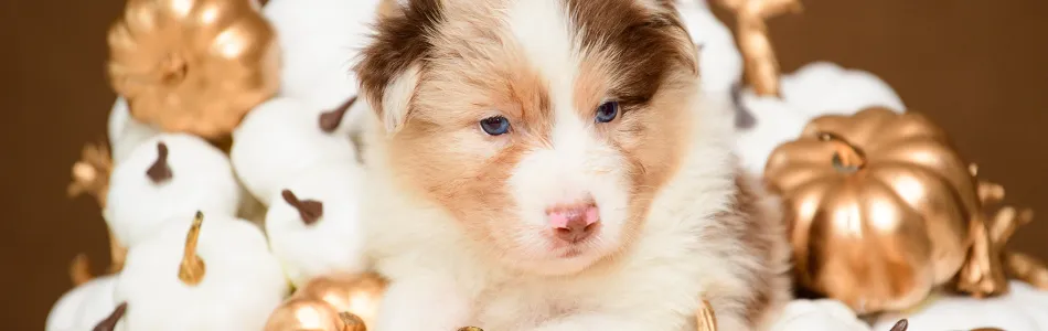 Rosy-Fynn-Welpen-Neue-Fotos-Beitragsbild.jpg