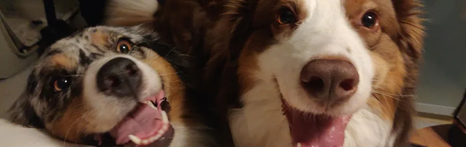 Schlaue-Hunde-haben-aehnliche-Denkmuster-wie-Menschen-Beitragsbild.jpg