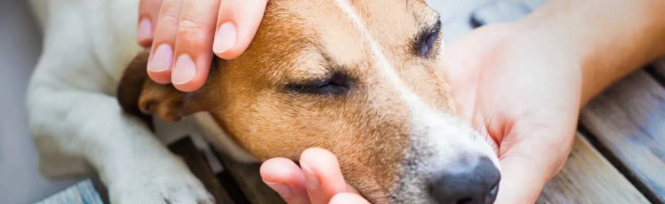 OCD beim Hund - Ursachen und Symptome » futalis.de