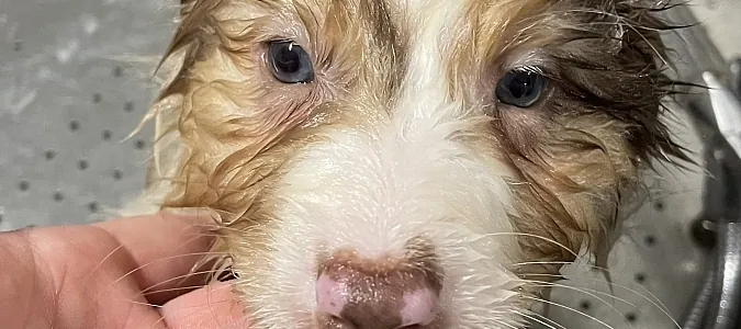 Fleur-Rosy-einmal-sauberen-Hund-bitte-Beitragsbild.jpg